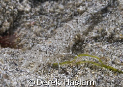 Brown shrimp. Connemara. D200, 60mm. by Derek Haslam 